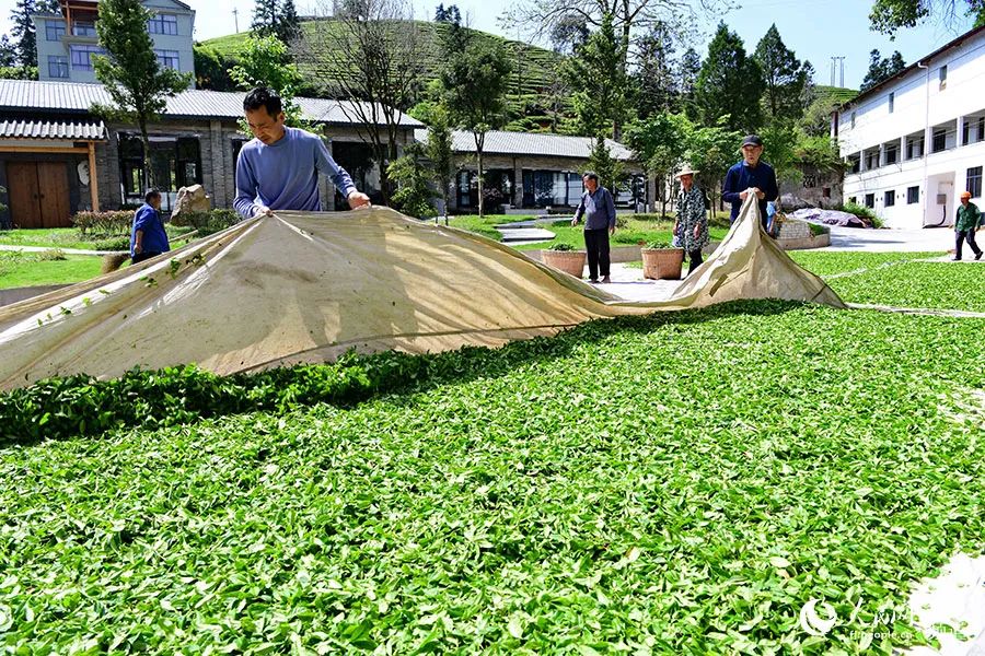 快看!满山“绿色金子”