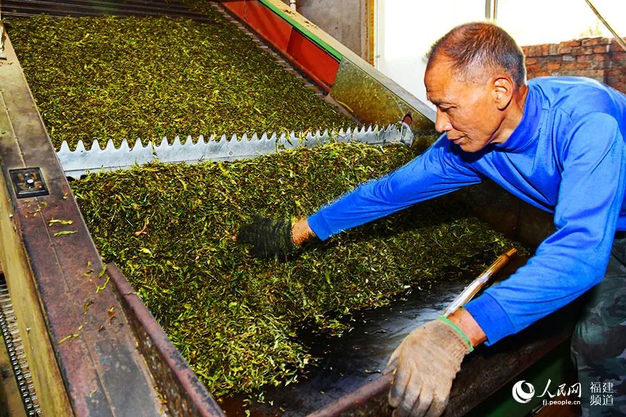 快看!满山“绿色金子”