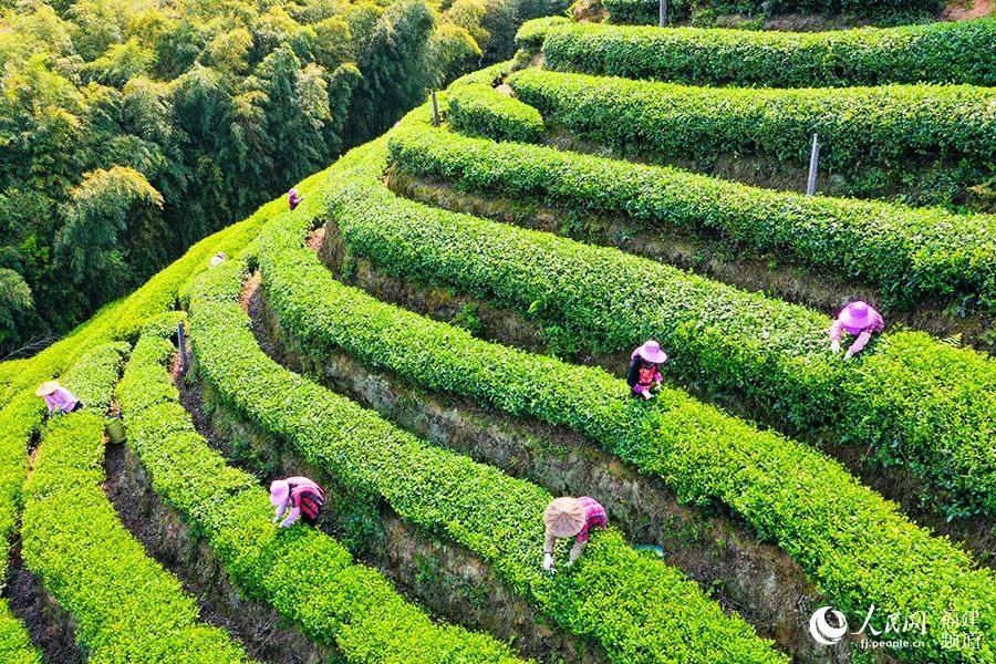 快看！满山“绿色金子”