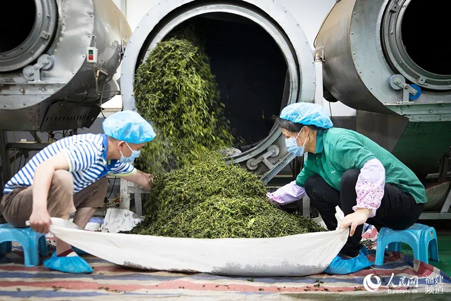 快看！满山“绿色金子”