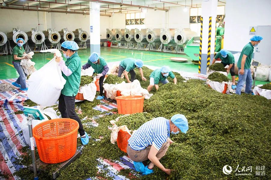 快看!满山“绿色金子”