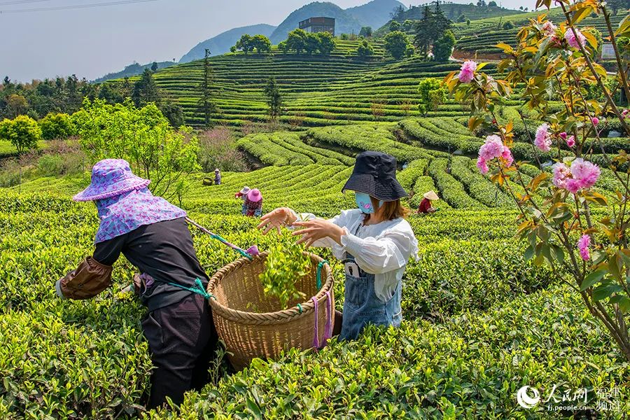 快看!满山“绿色金子”