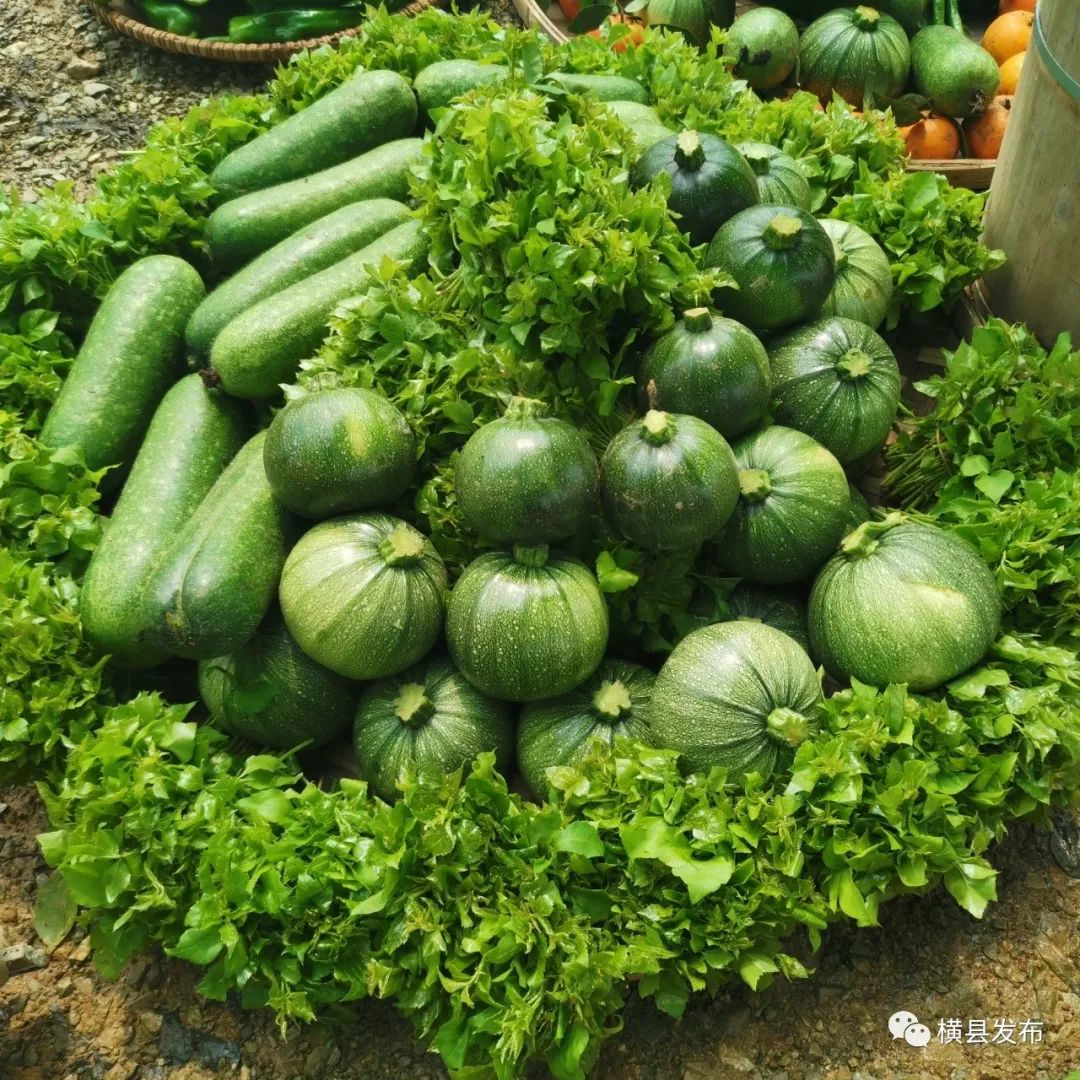 横县游玩的地方推荐,广西横县旅游胜地