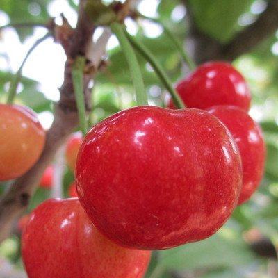 “樱”“唯”有你！五月，让我们相约在铜川的樱桃园