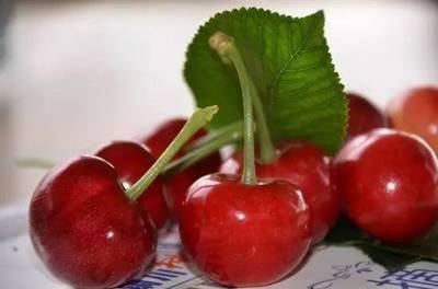 “樱”“唯”有你！五月，让我们相约在铜川的樱桃园