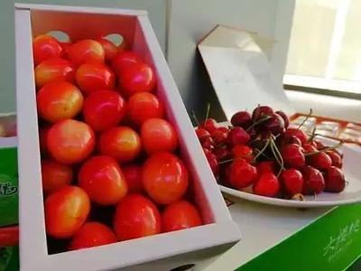 “樱”“唯”有你！五月，让我们相约在铜川的樱桃园