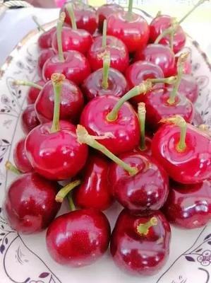 “樱”“唯”有你！五月，让我们相约在铜川的樱桃园