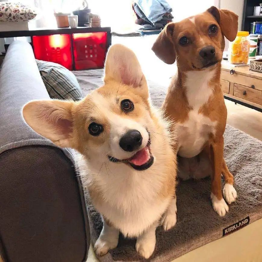 养犬证怎么在线办,养犬证在网上怎么办理