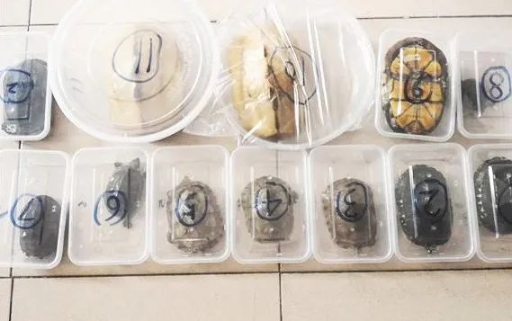 倒卖野生龟判刑多少年,广州非法收购野生龟