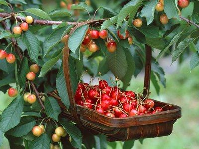 “樱”“唯”有你！五月，让我们相约在铜川的樱桃园