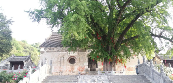 河南南阳好春光,南阳香严寺航拍