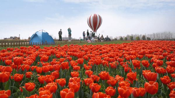 喝酒后遇到紧急情况下能开车吗,白酒喝了第二天能不能开车