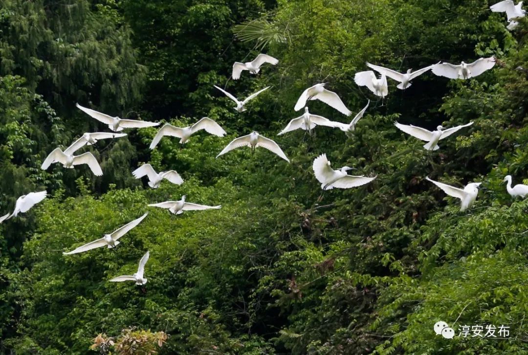 最惊艳的千岛湖,美丽壮观的千岛湖