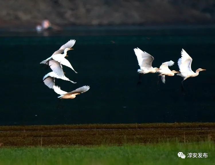 最惊艳的千岛湖,美丽壮观的千岛湖