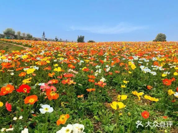 成都一日游打卡必备,成都网红打卡景点一日游