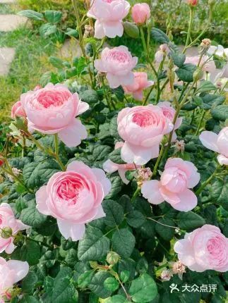 成都一日游打卡必备,成都网红打卡景点一日游