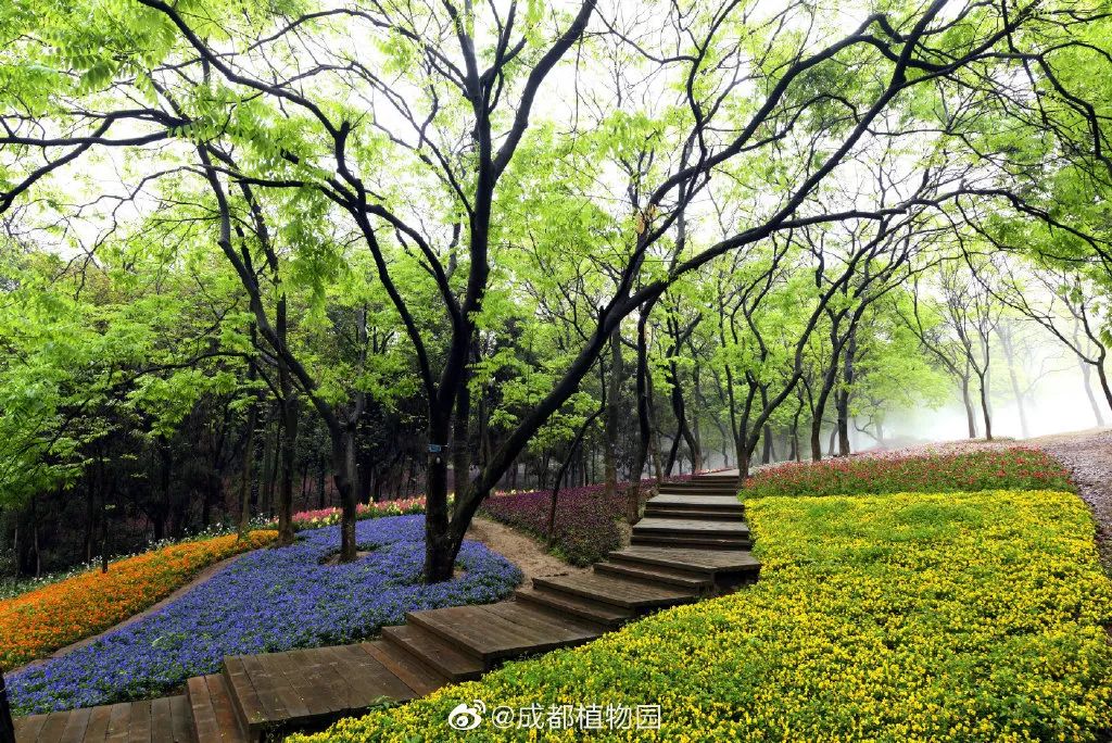 成都一日游打卡必备,成都网红打卡景点一日游