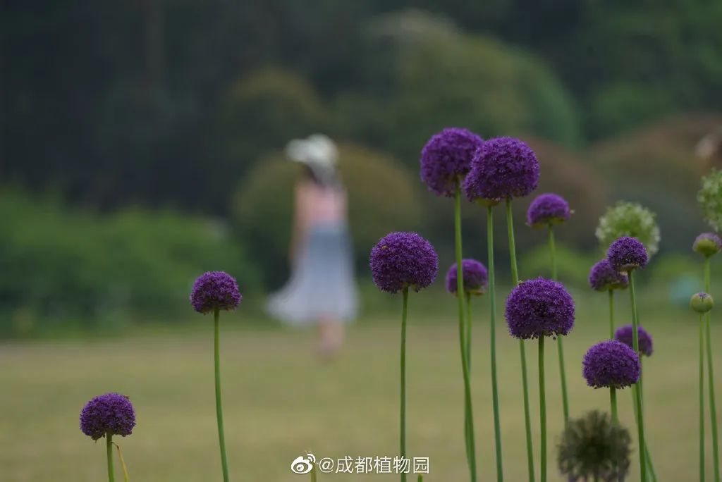 成都一日游打卡必备,成都网红打卡景点一日游