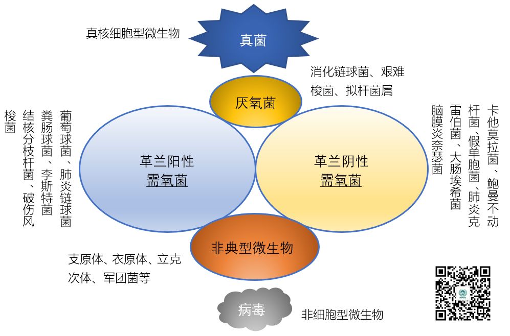 图说抗菌药物的抗菌谱，再也不会记不住了