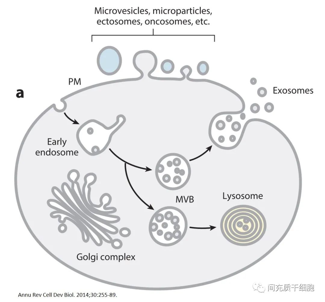 外泌体和干细胞可以一起回输吗,干细胞外泌体最新研究进展