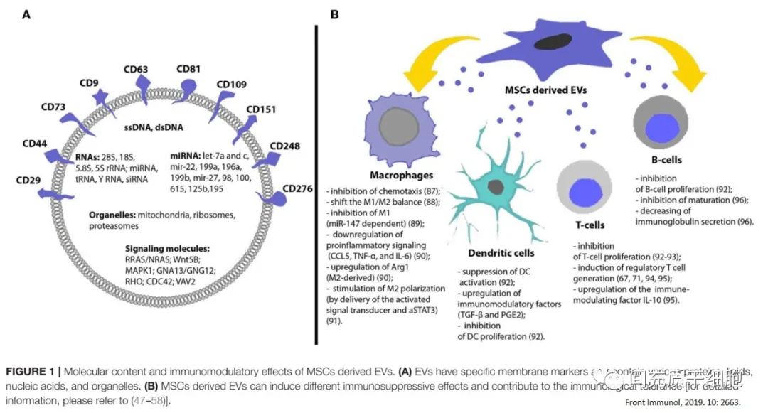 外泌体和干细胞可以一起回输吗,干细胞外泌体最新研究进展