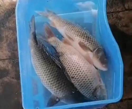 有人用禁用渔具在汉江一桥捕捉产卵的鱼！谁来管管？