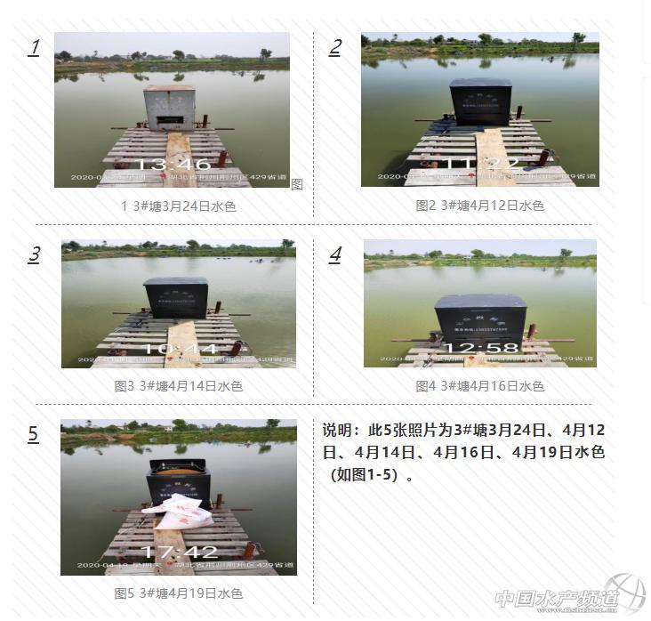 黄颡鱼暴死,黄颡鱼有零星死亡怎么回事