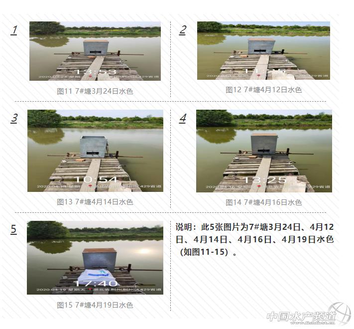 黄颡鱼暴死,黄颡鱼有零星死亡怎么回事