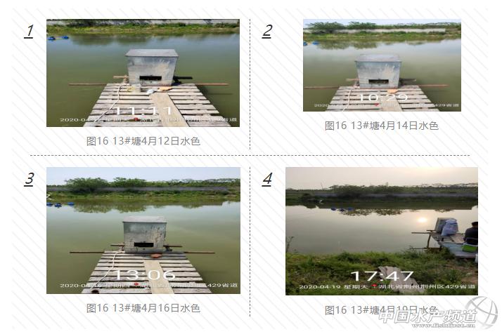 黄颡鱼暴死,黄颡鱼有零星死亡怎么回事