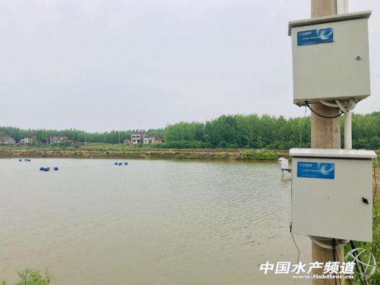 黄颡鱼暴死,黄颡鱼有零星死亡怎么回事