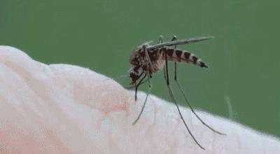 日本人真会玩！家里放个它，蚊子自动远离10米！比蚊香管用100倍