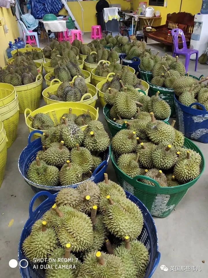无班可上的泰国健身教练跑去水果店卖榴莲…这画风也太猛了…