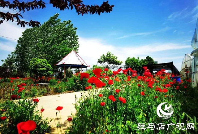 余长旺最近视频,余长旺谈下岗创业