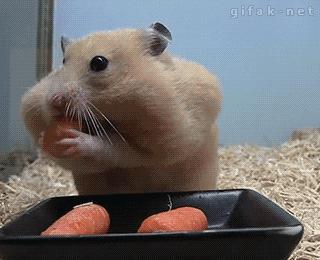 一周瘦40斤的方法不用节食学生党,不运动不节食最靠谱的减肥方法