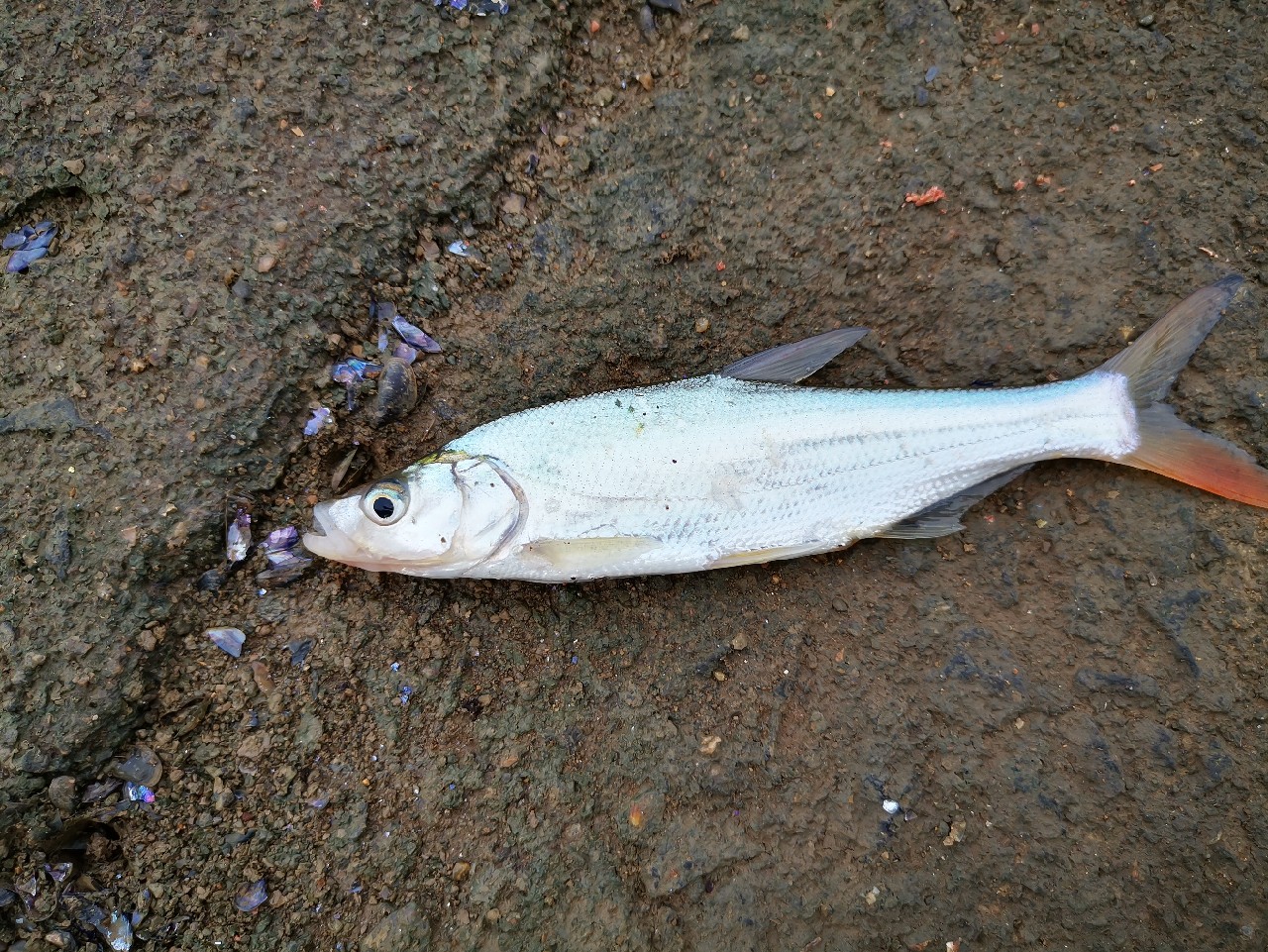看别人路中大翘嘴，心痒怎么办？拿起鱼竿就是干