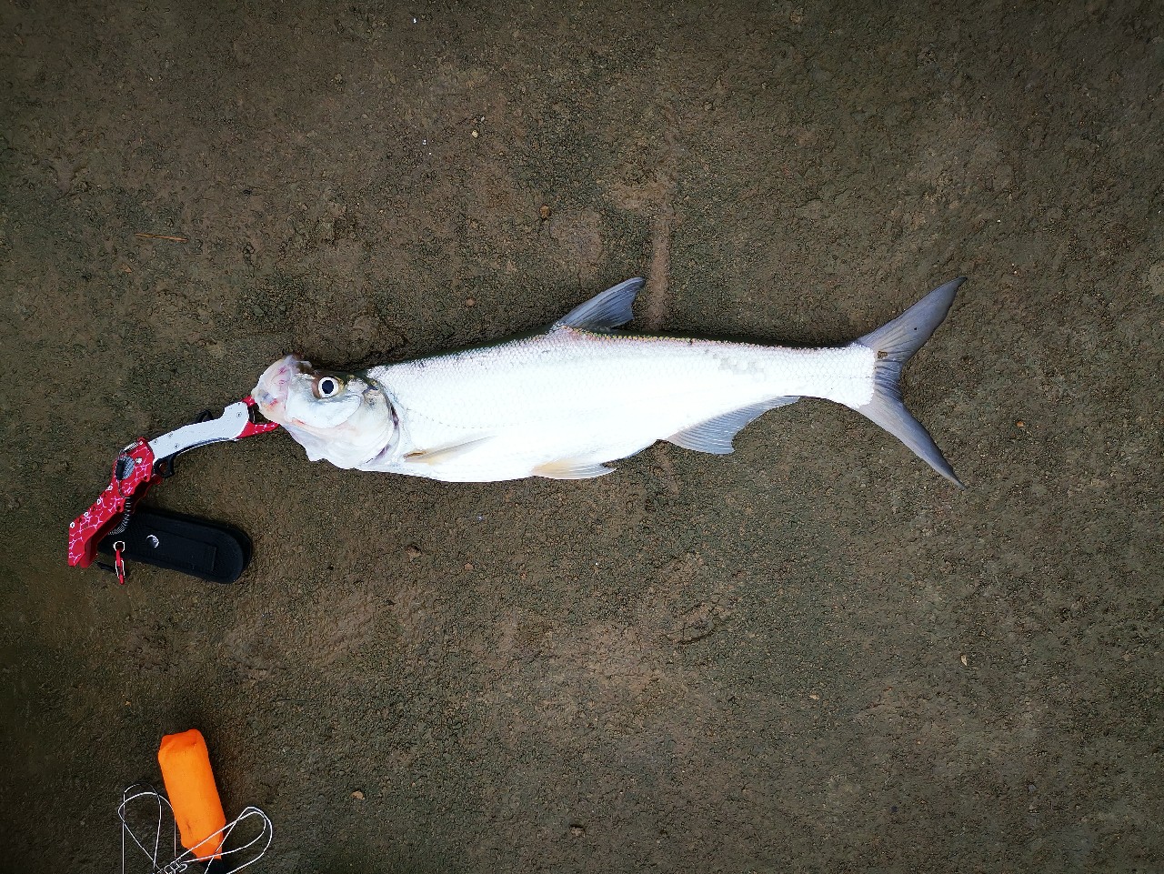 看别人路中大翘嘴，心痒怎么办？拿起鱼竿就是干