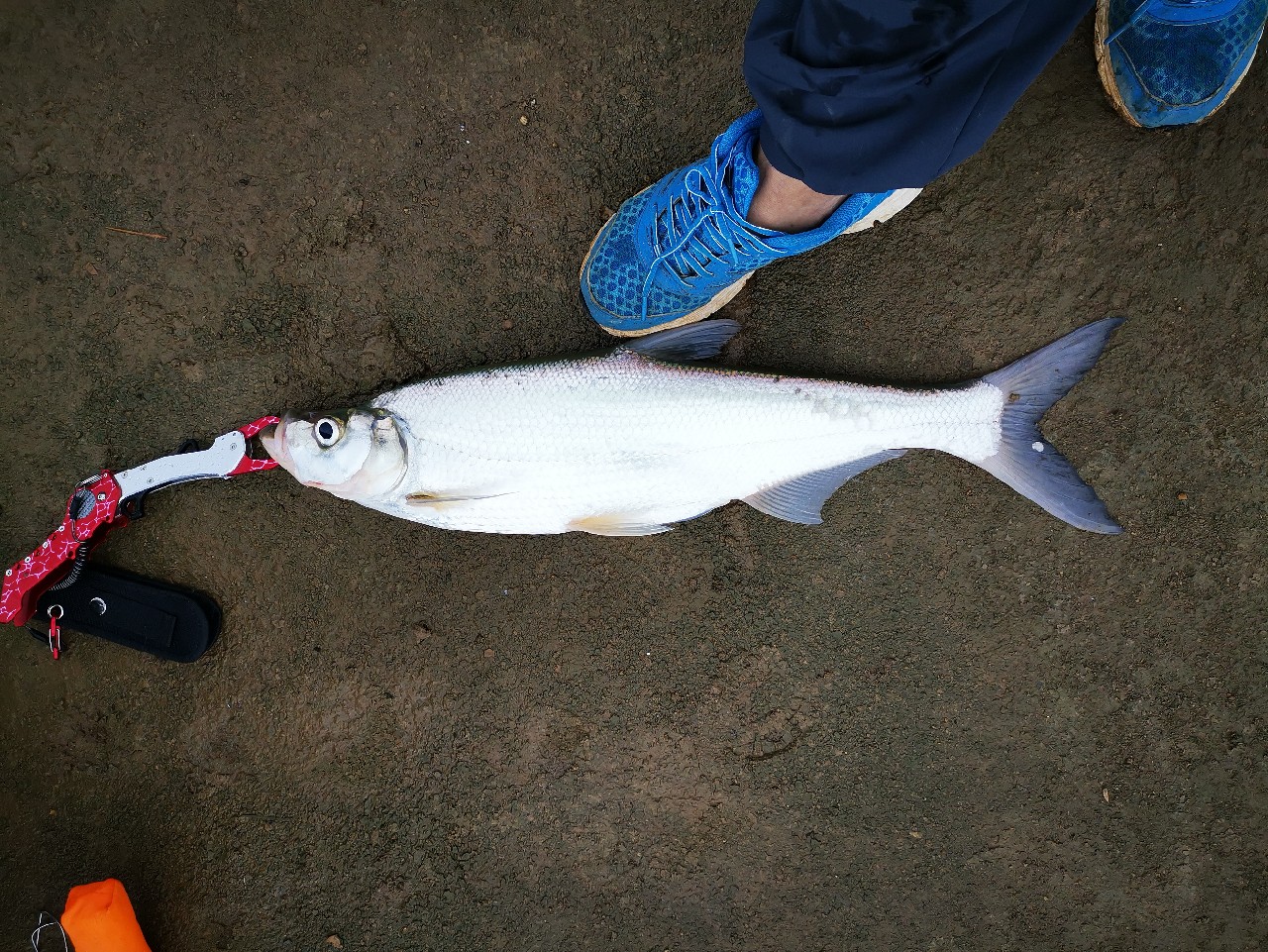 看别人路中大翘嘴，心痒怎么办？拿起鱼竿就是干