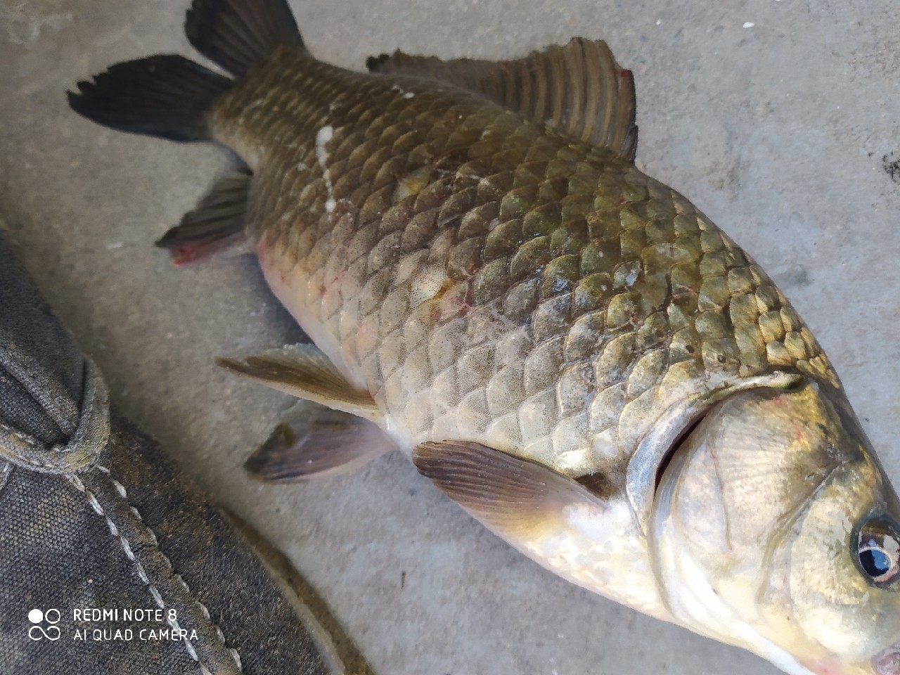 海竿串钩钓大鱼技巧和方法,海竿串钩怎么钓最灵活图解