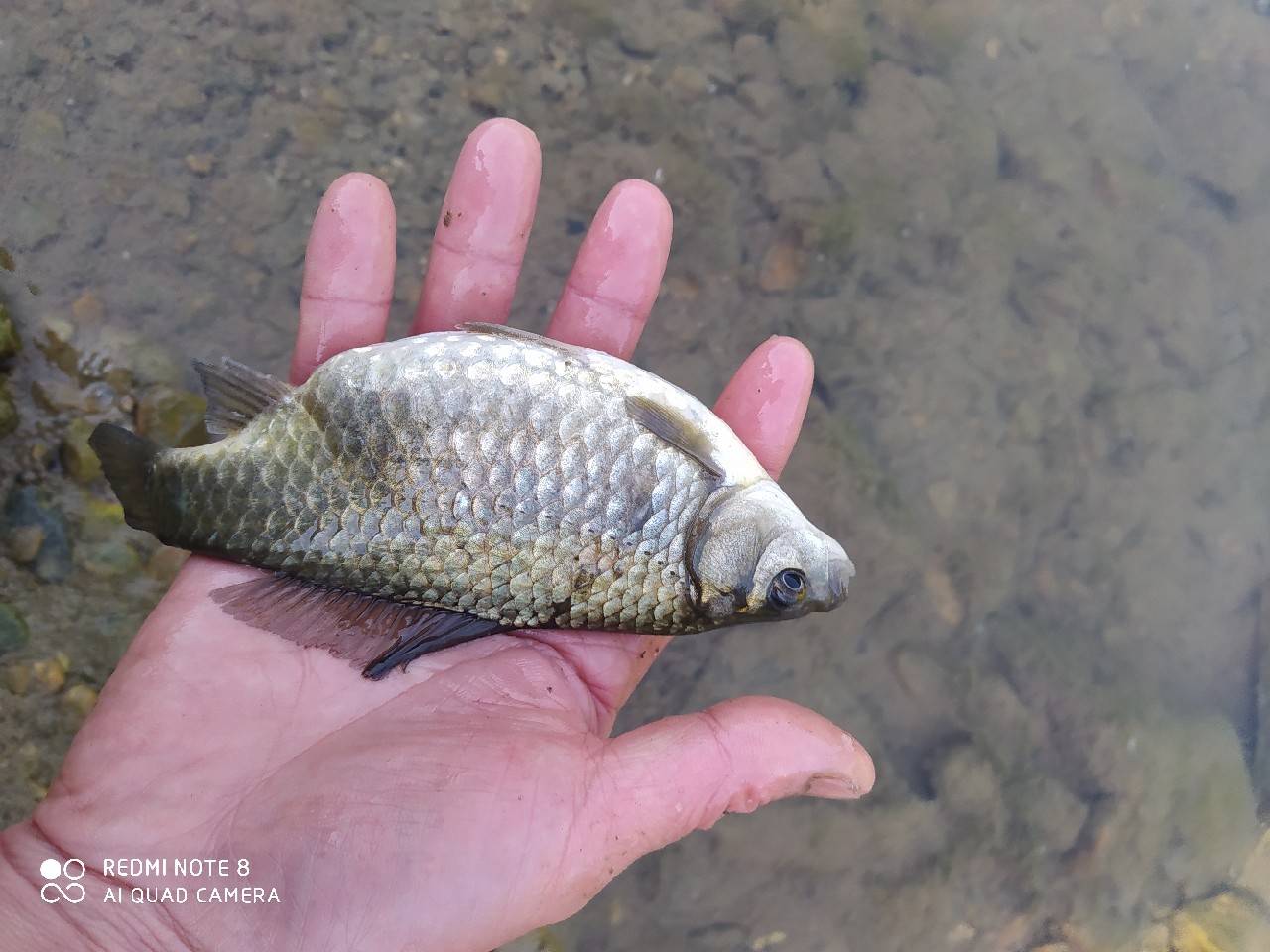 海竿串钩钓大鱼技巧和方法,海竿串钩怎么钓最灵活图解
