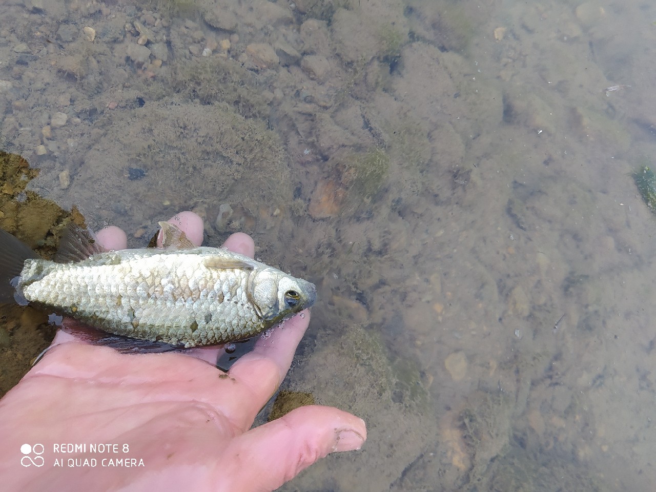 海竿串钩钓大鱼技巧和方法,海竿串钩怎么钓最灵活图解