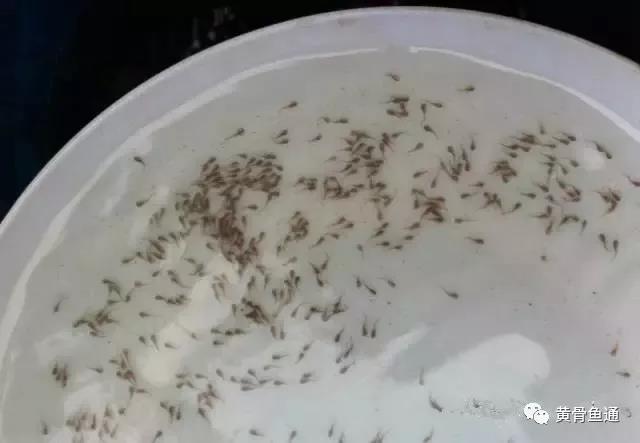 苗期病害防治图片,种植前病害怎么预防