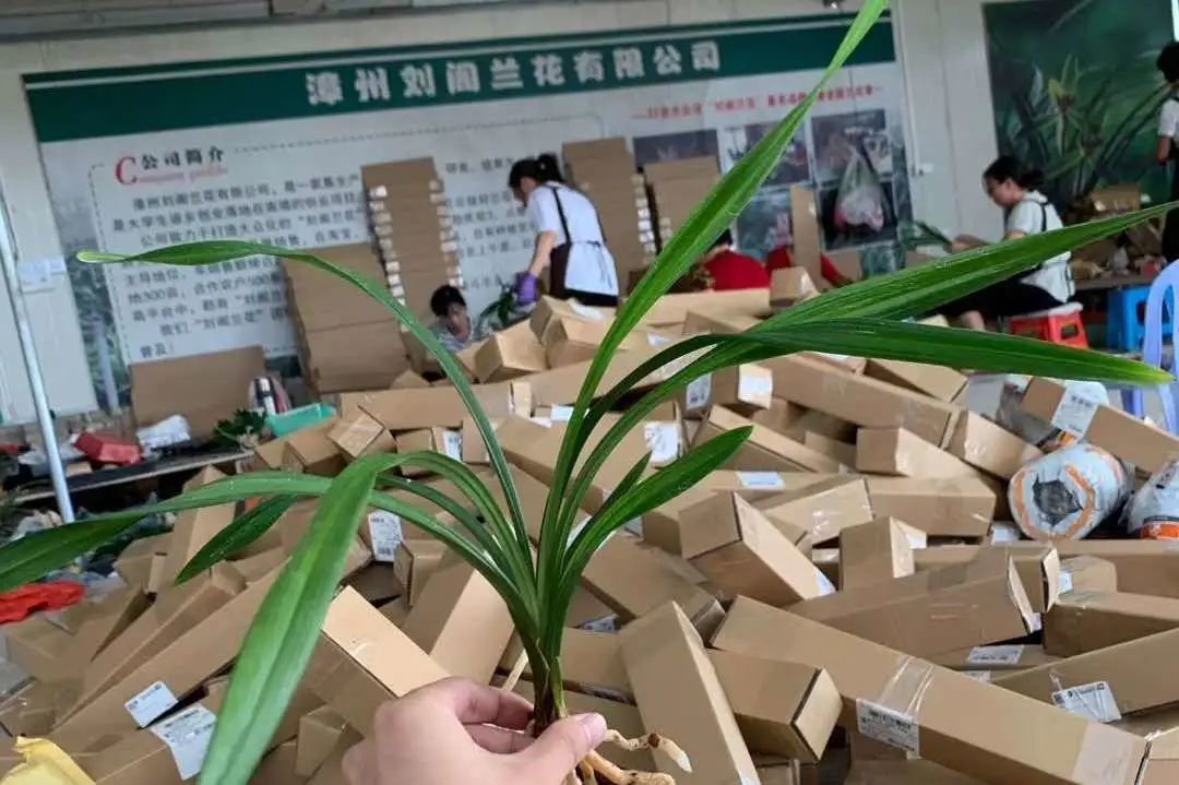 牛！！！漳州快递日均量超“双11”