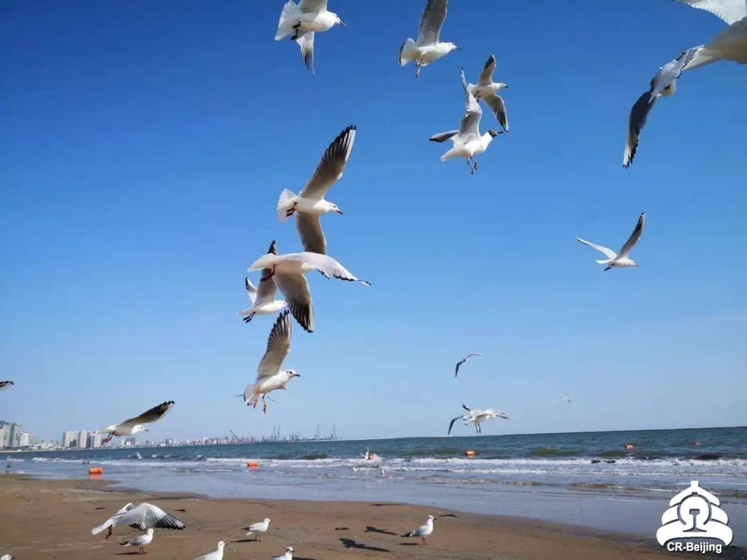 北戴河五一去可以在海边玩吗,五一去北戴河还可以看见海鸥吗