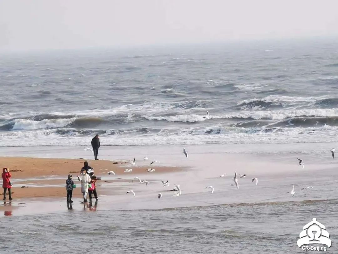 北戴河五一去可以在海边玩吗,五一去北戴河还可以看见海鸥吗