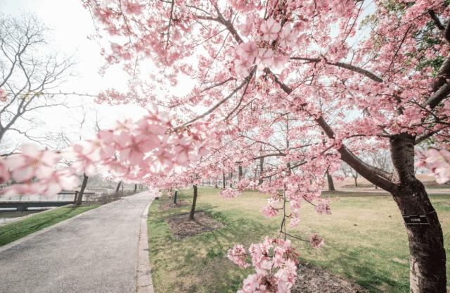 上海五五购物节详细攻略,上海五五购物节发什么券