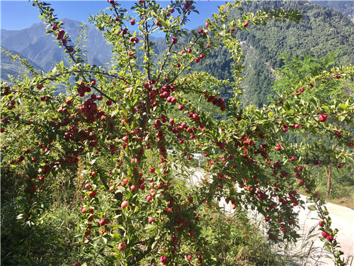 产业扶持是脱贫致富的重要抓手,产业发展拓宽脱贫致富路