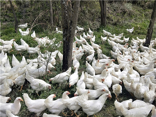 产业扶持是脱贫致富的重要抓手,产业发展拓宽脱贫致富路