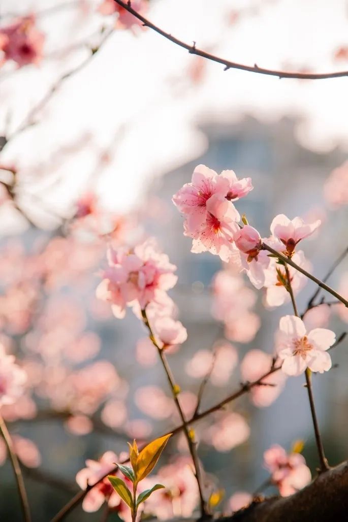 从燕园到家乡丨一种相思，两处*光春**