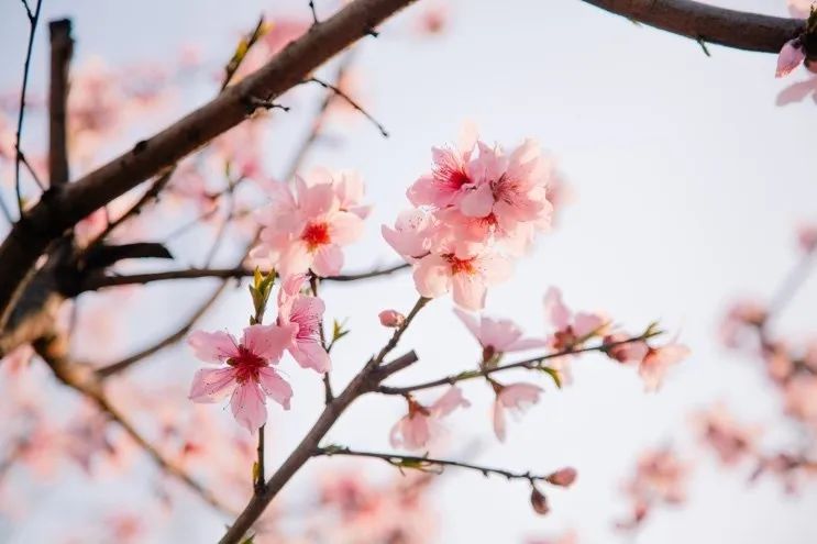 从燕园到家乡丨一种相思，两处*光春**