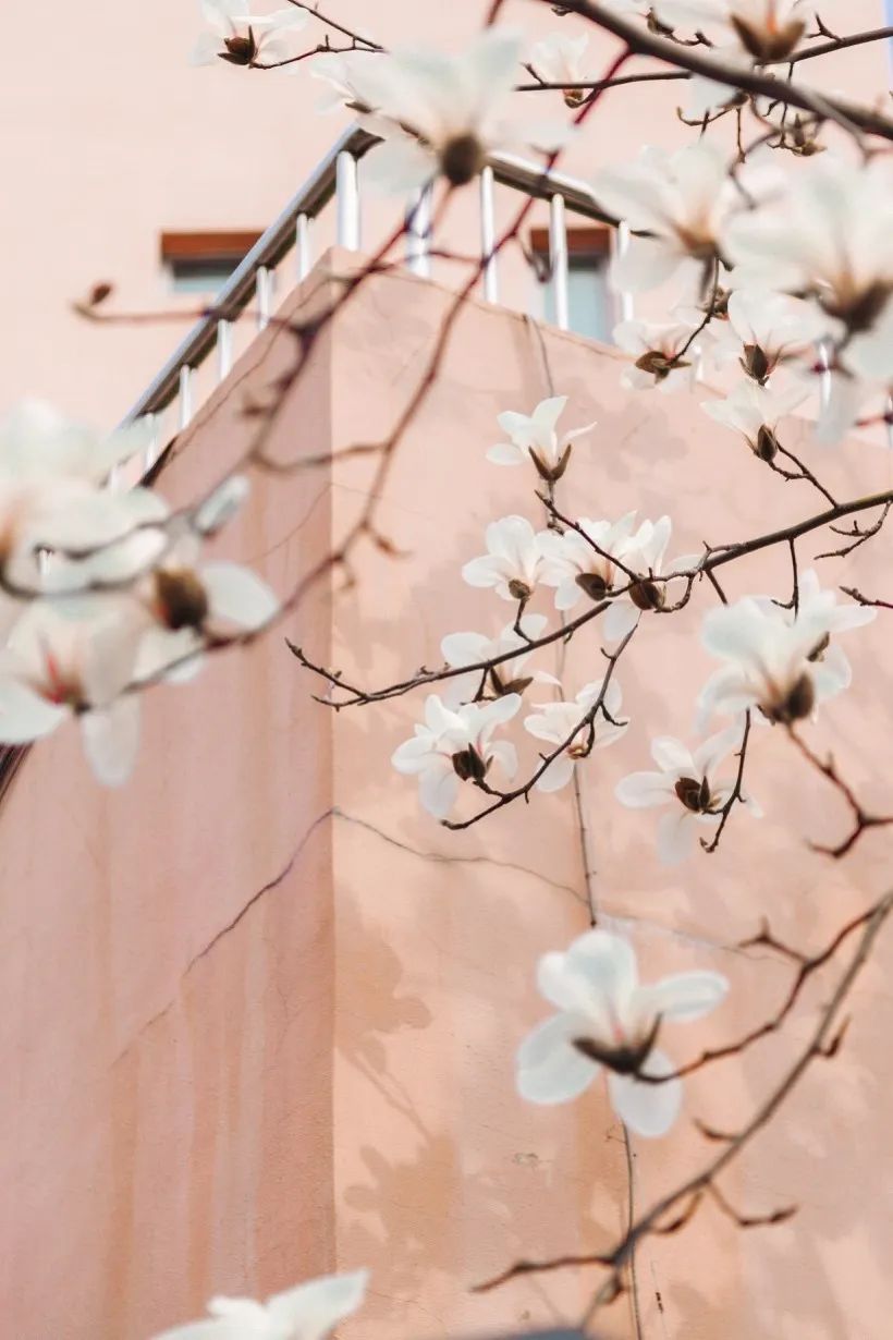 从燕园到家乡丨一种相思，两处*光春**